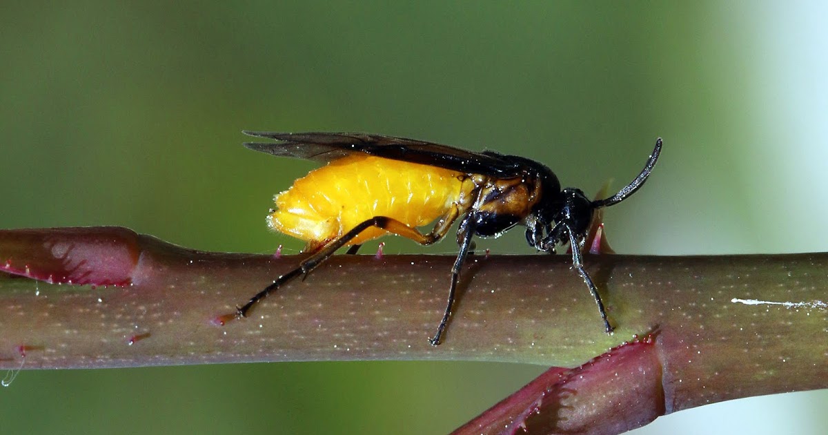 蜂 ハチ って英語で Bee Wasp Honey Drone Hornet Hymenoptera Yellow Jack 意味の違いと語源
