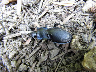 Carabus (Pachystus) glabratus male IMG3571