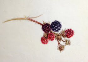 watercolour of blackberries on Kelmscott vellum