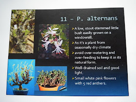 Pelargonium Alternans description