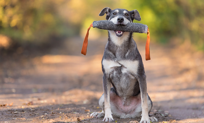 What Are The 5 Golden Rules Of Dog Training?