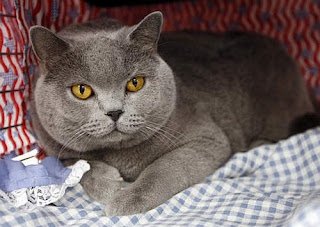 british shorthair cat pussy grimalkin mace pisik kotka gat macka kocka kass pusa kissa gato katze macska kottur kakis kate qattus kot pisica katt kedi con meo kucing pets huisdieren animaux de compagnie Haustiere animais Animale de companie animales domesticos husdjur Evcil Hayvan anifeiliaid anwes domace zvali binatang kesayangan augintiniai animali domestici peatai bet kay lemmikit mga alagang hayop domaci zvirata kucni ljubimci animals domestics maskotak binatang peliharaan breeds