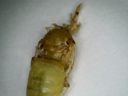 Swaddling bee - first picture of swaddling bee