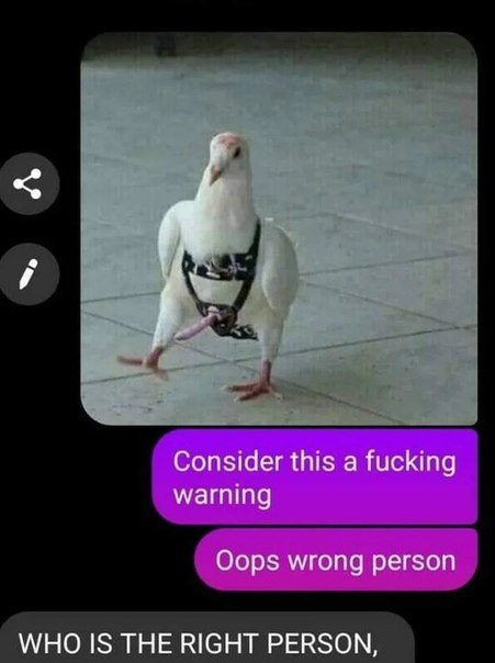 Komisches Whatsapp Chat Bild eines Vogels. Oops falsche Person