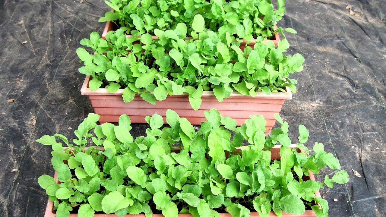 Good Vegetables To Grow