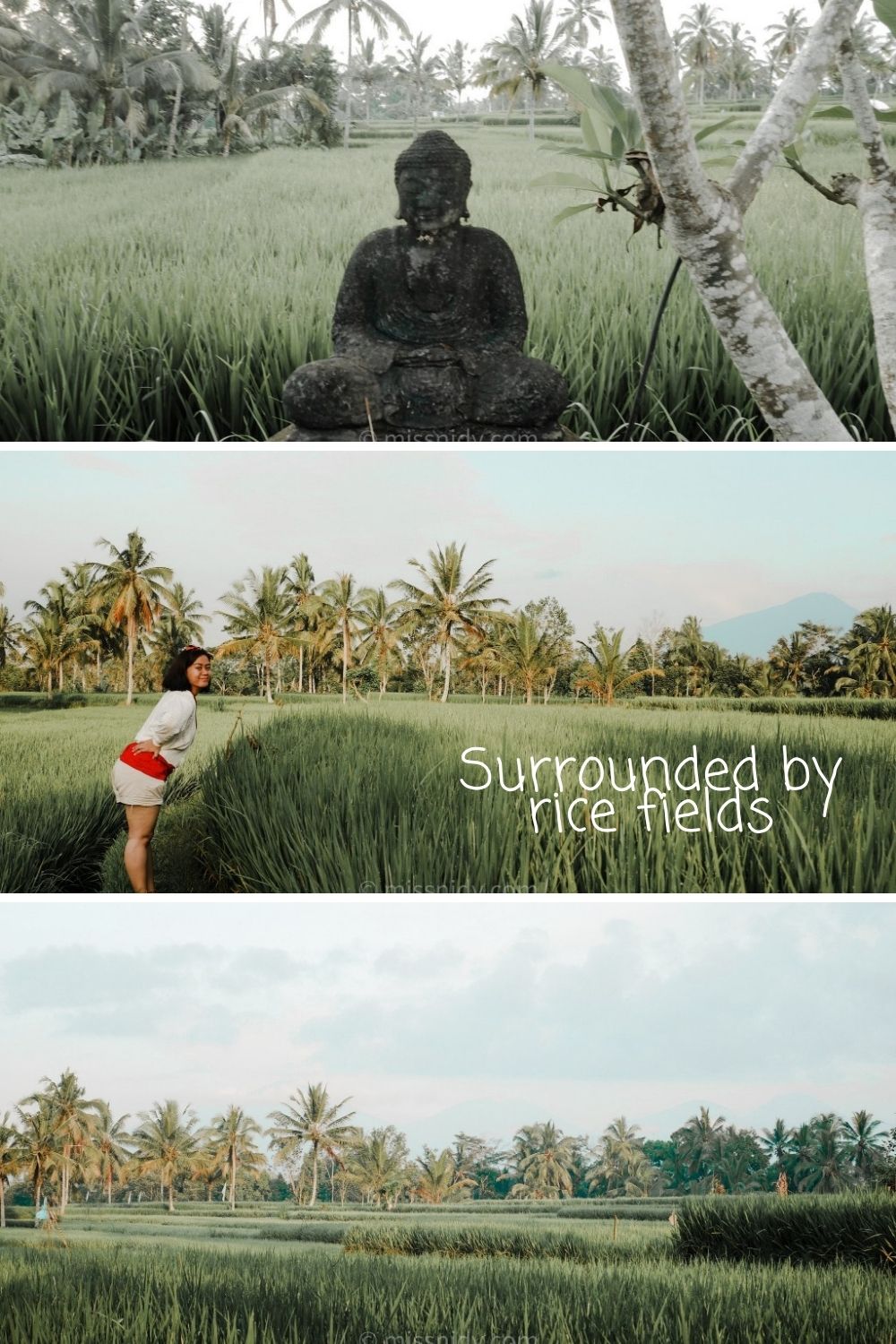 hotel murah di tengah sawah ubud