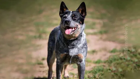 morador consegue direito manter blue heeler condominio