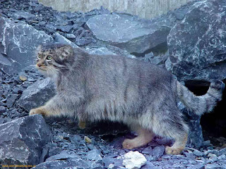 Pallas Cat Wallpaper