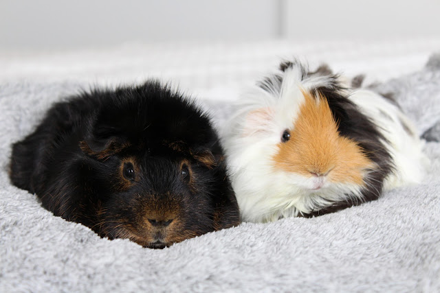 cute guinea pigs