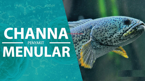 Penyakit yang Ada Di Ikan Channa BISAKAH MENULAR ke Manusia? WASPADA