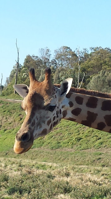 Werribee Zoo Safari