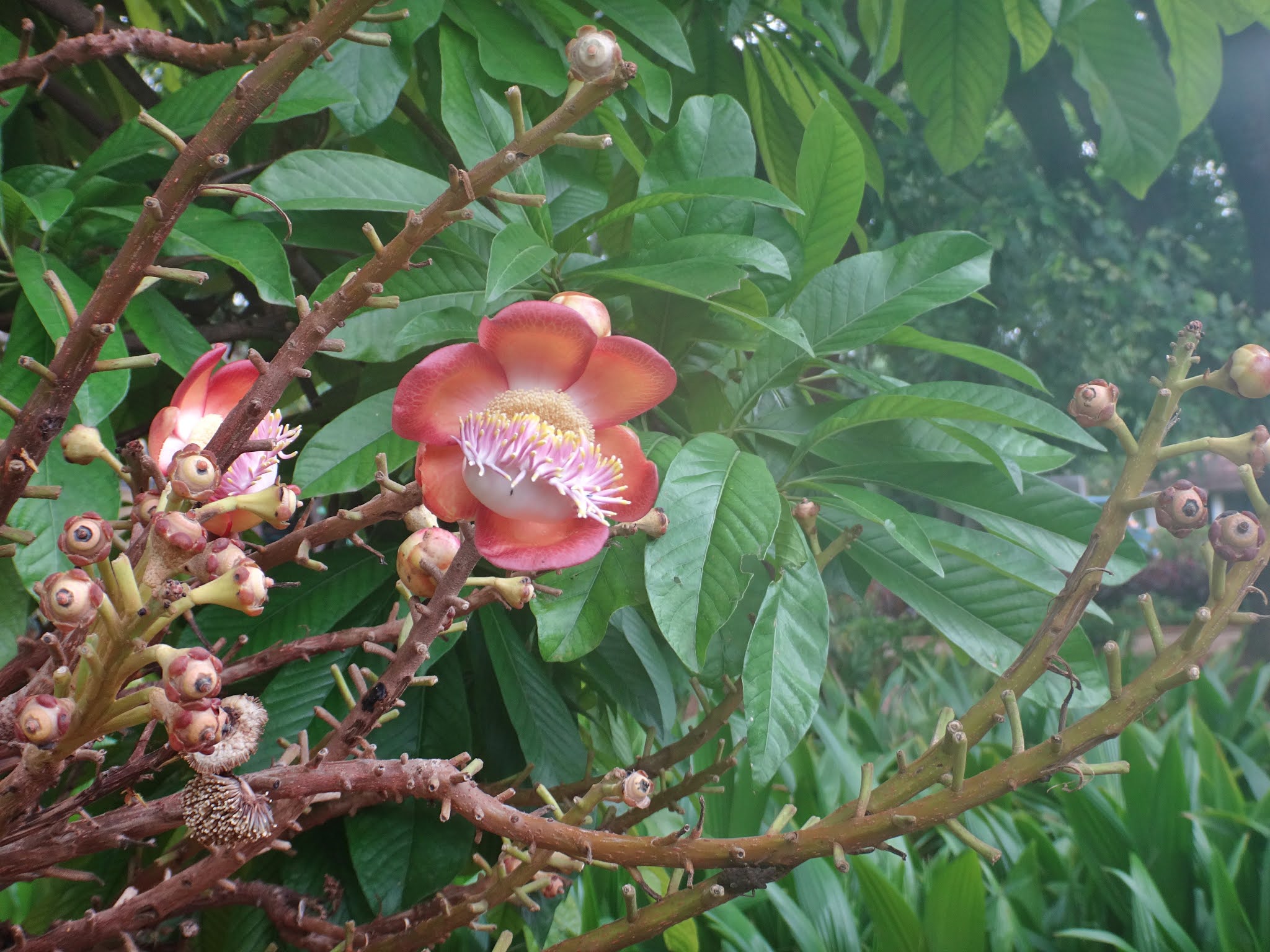 Botanic Garden Bangalore