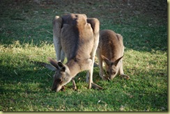 Kangaroos