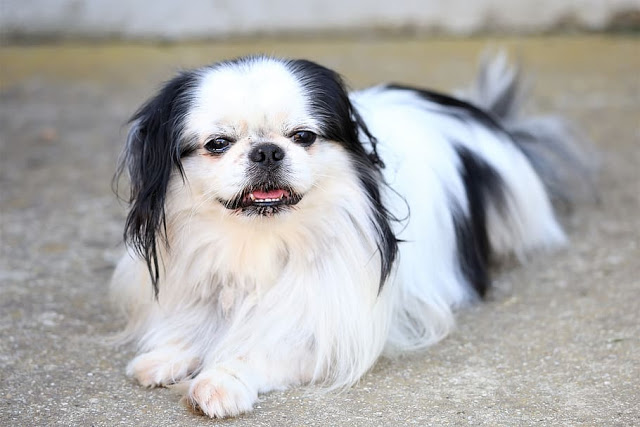 Japanese Chin Dog Facts and Information - ListAnimals