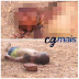 Homem é  brutalmente  assassinado com pedradas na cabeça as margens da RN-233 em Caraúbas