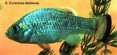 peces extintos Perrito de Potosí Cyprinodon alvarezi