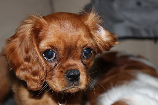 cavalier puppy