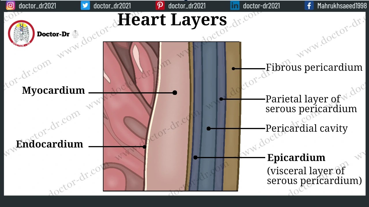 Heart Layers: Epicardium, Myocardium, Endocardium