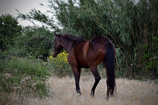 Άνδρος Λιβάδια Μαρία Λαμπριάδου Μεγάλος ποταμός άλογα