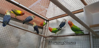 10 Jenis Warna Burung Lovebird Paling Mahal Dengan Jaminan, Kualitas dan Mutu Terbaik