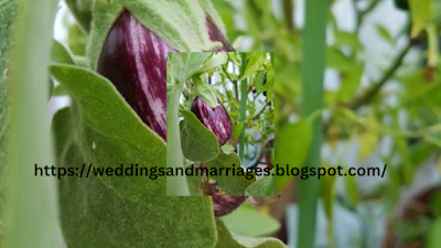 The picture shows an eggplant from my garden