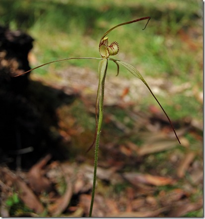 Kaye's bush - spider orchid 2_resize