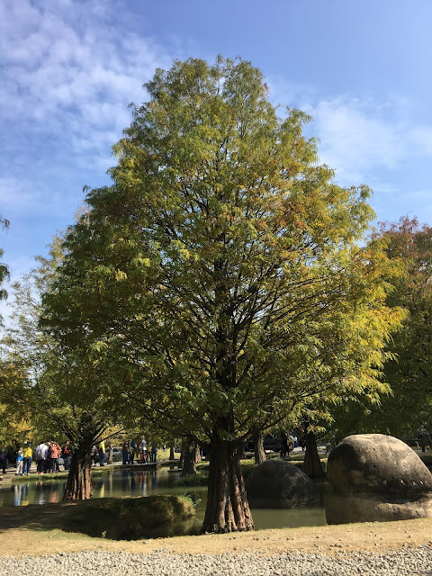 Bald cypress forest in Huwei, Yunlin, Taiwan