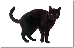 black-cat