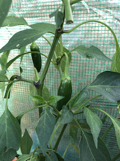 Jalapeño peppers in a poly tunnel