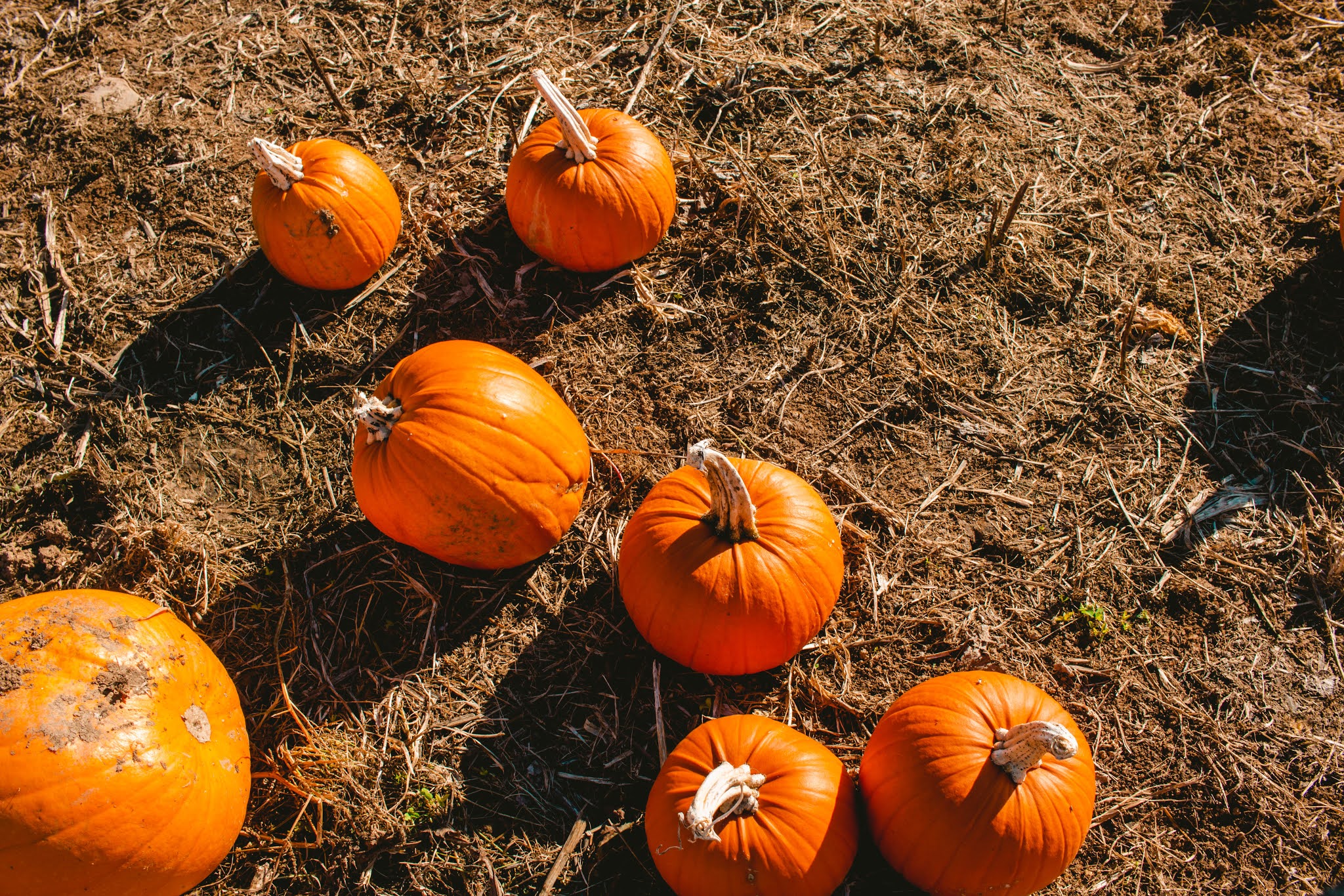 Autumn Pumpkins at Pumpkin Patch from Fall Pumpkin Picking Autumn Activities Blog Post