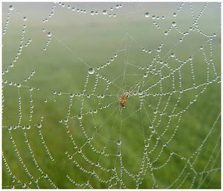 rain drops on little spider but big spider web 