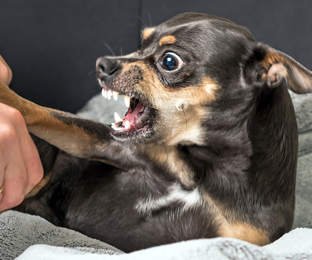 how to teach a puppy not to bite?