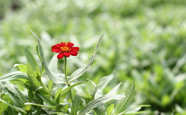 Narrow-Leaf Zinnia Flowers