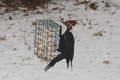 a pileated woodpecker feeding on suet