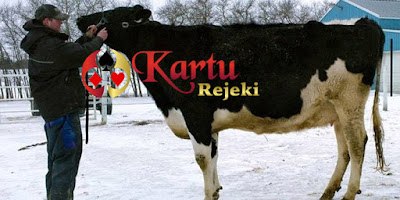 KARTUREJEKI.COM - Agen Poker, Agen Domino, Bandar Kiu, Agen Bandar Poker, Adu Q, Capsa Susun