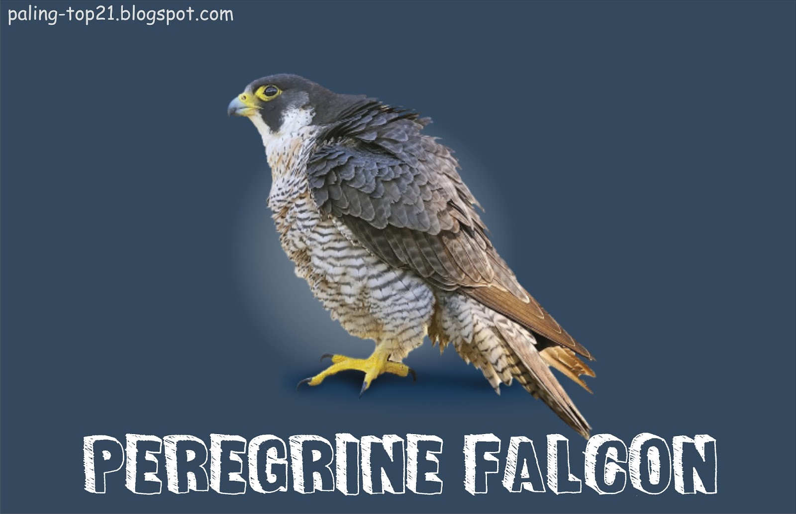 Peregrine Falcon