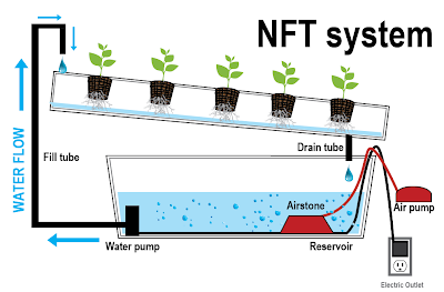 Hidroponik Sistem NFT