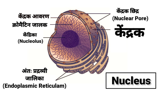 structure of nucleus