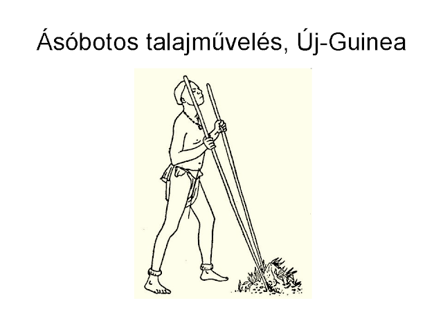 ásóbotos földművelés Új-Guinea