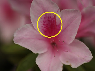 上 ツツジの花びらにある斑点模様は何 152599-ツツジの花びらにある斑点模様は何