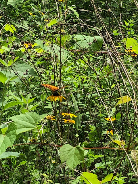 A fritillary butterfly enjoying a coneflower at Lyons Woods.