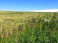 IMG_2229