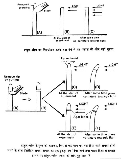 ऑक्सिन (Auxin) : परिचय, खोज, कार्य|hindi