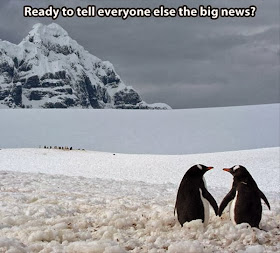 30 Funny animal captions - part 18 (30 pics), funny penguin meme, ready to tell everybody else the big news