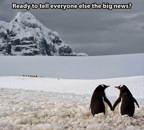 30 Funny animal captions - part 18 (30 pics), funny penguin meme, ready to tell everybody else the big news