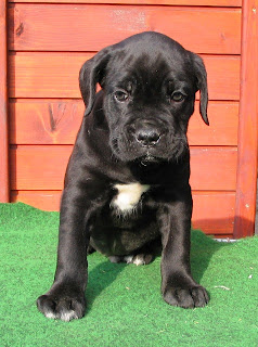 Cane Corso Puppy Picture