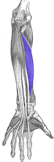 flexor pollicis longus muscle