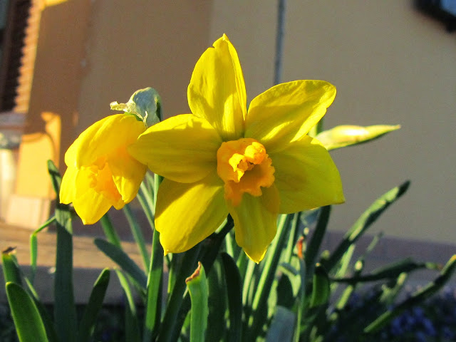 Primo piano fiore Narciso