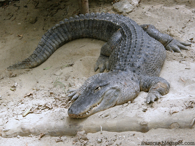 Ordem: Crocodylia Família: Alligatoridae