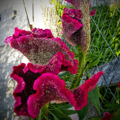 Nome Científico: Celosia cristata Nomes Populares: Crista-de-galo, amaranto, celósia, suspiro, Cockscomb, Yellow Toreador, Red Cockscomb, Foxtail Amaranth, Crested Celosia, Fire-flame Bush, Shinaji Tea, Woodfordia. Família: Amaranthaceae